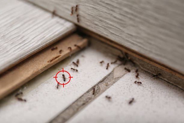 Best Real Estate Pest Inspections  in Carrollton, OH